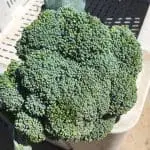 Broccoli