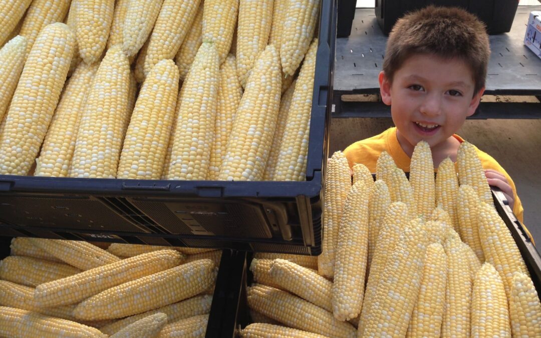 Land of 10,000 Cobs