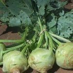 Kohlrabi
