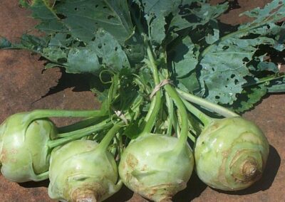 Kohlrabi