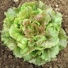 Sierra Nevada Lettuce