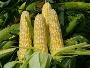 Sweet Corn