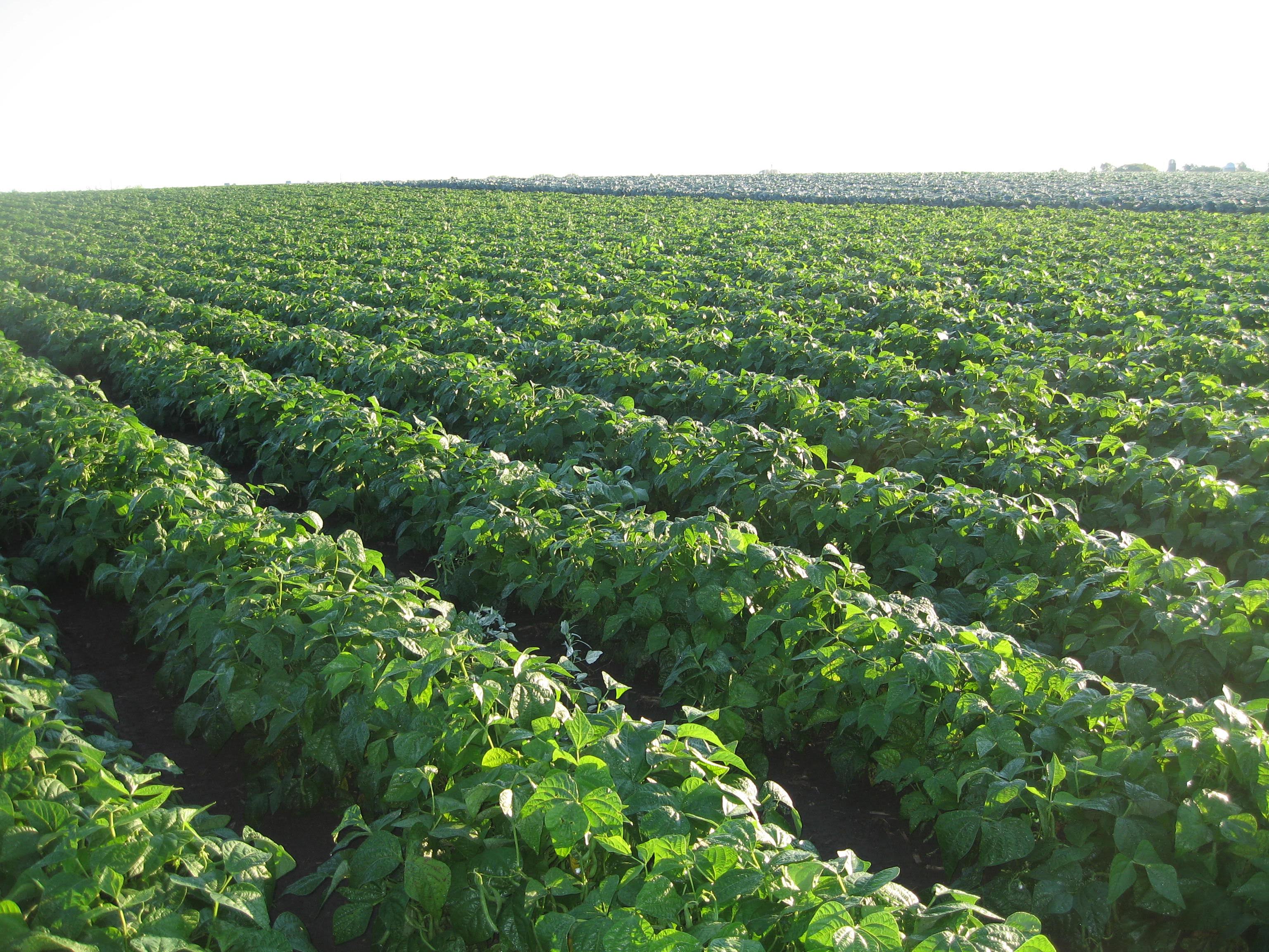 Pahl's Market Garden Center, Greenhouse, Nursery and More Pahl's Market Apple Valley, MN