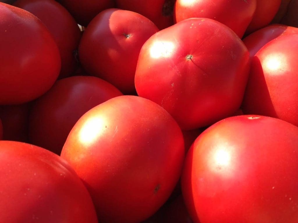 Tomatoes