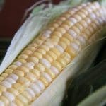 Freezing Sweet Corn