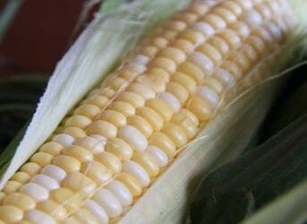 Freezing Sweet Corn