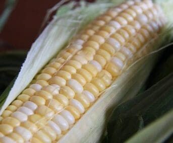 Freezing Sweet Corn