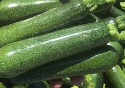 Zucchini