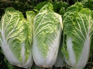 Napa Cabbage