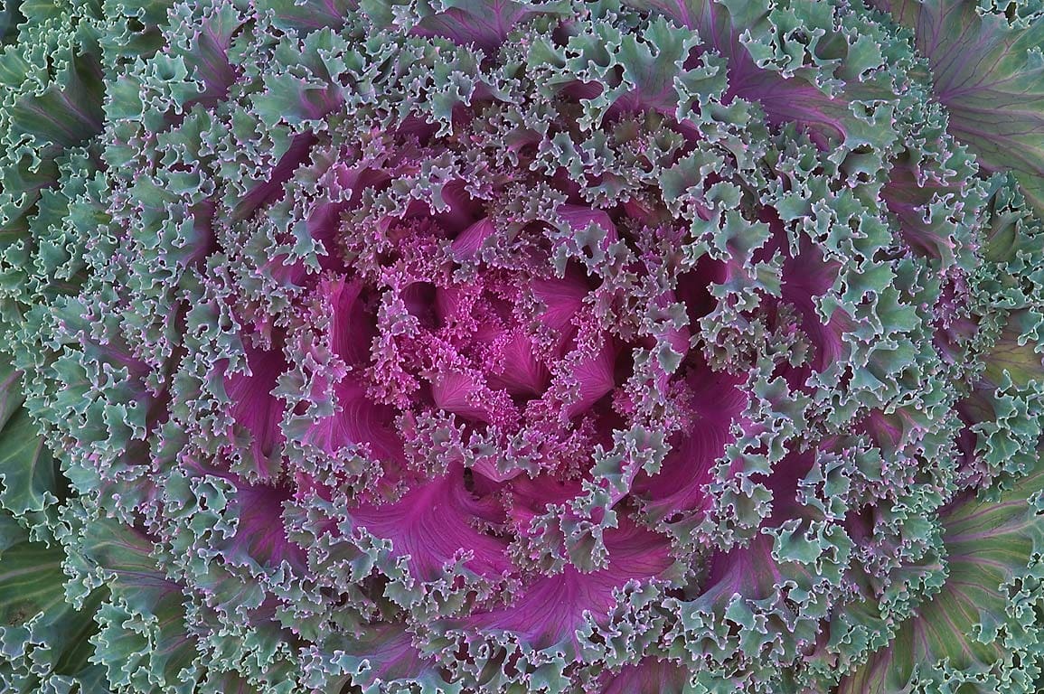Ornamental Kale Plant Library Pahl's Market Apple Valley, MN