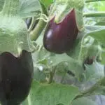 Eggplant