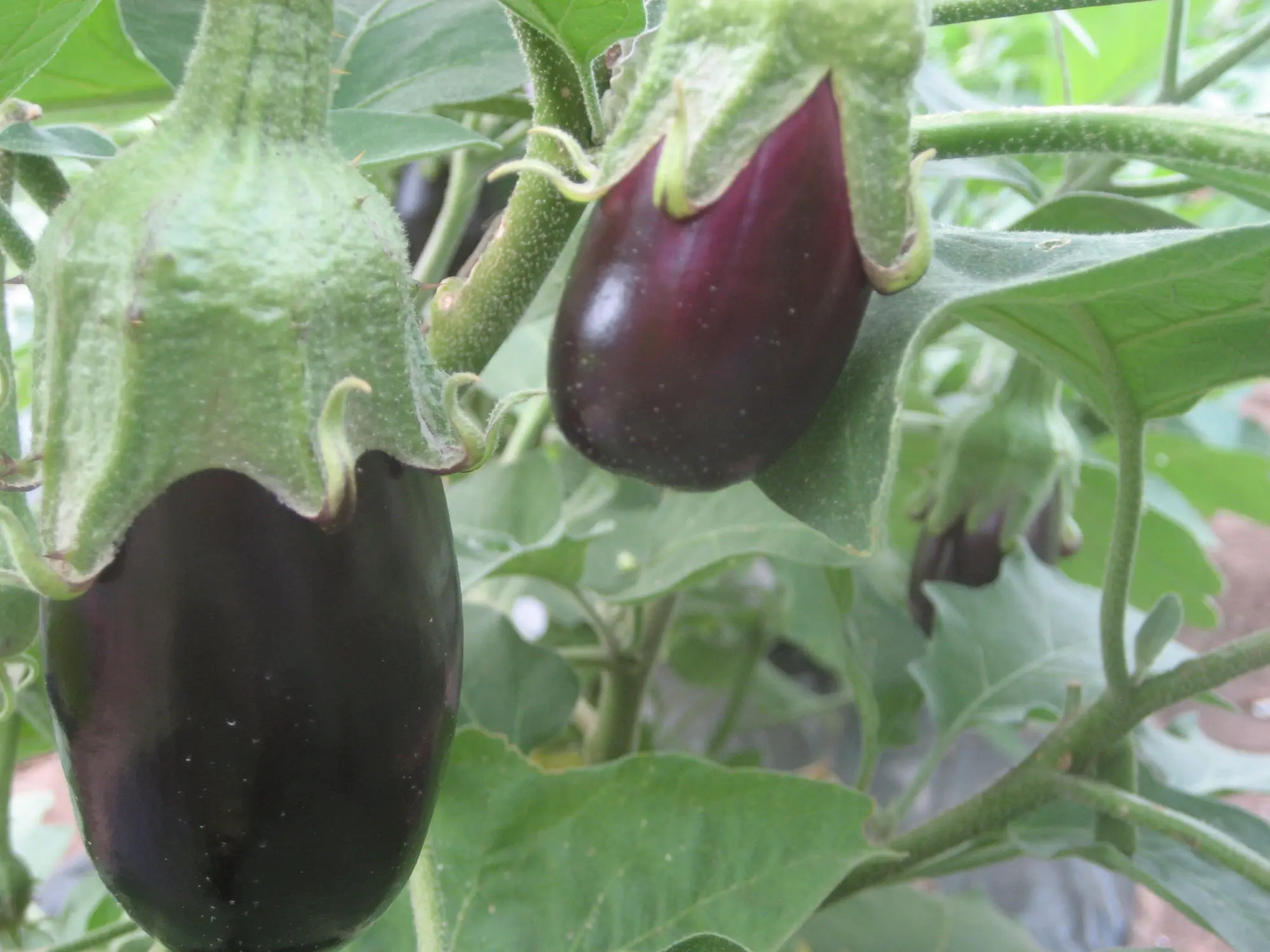 Eggplant