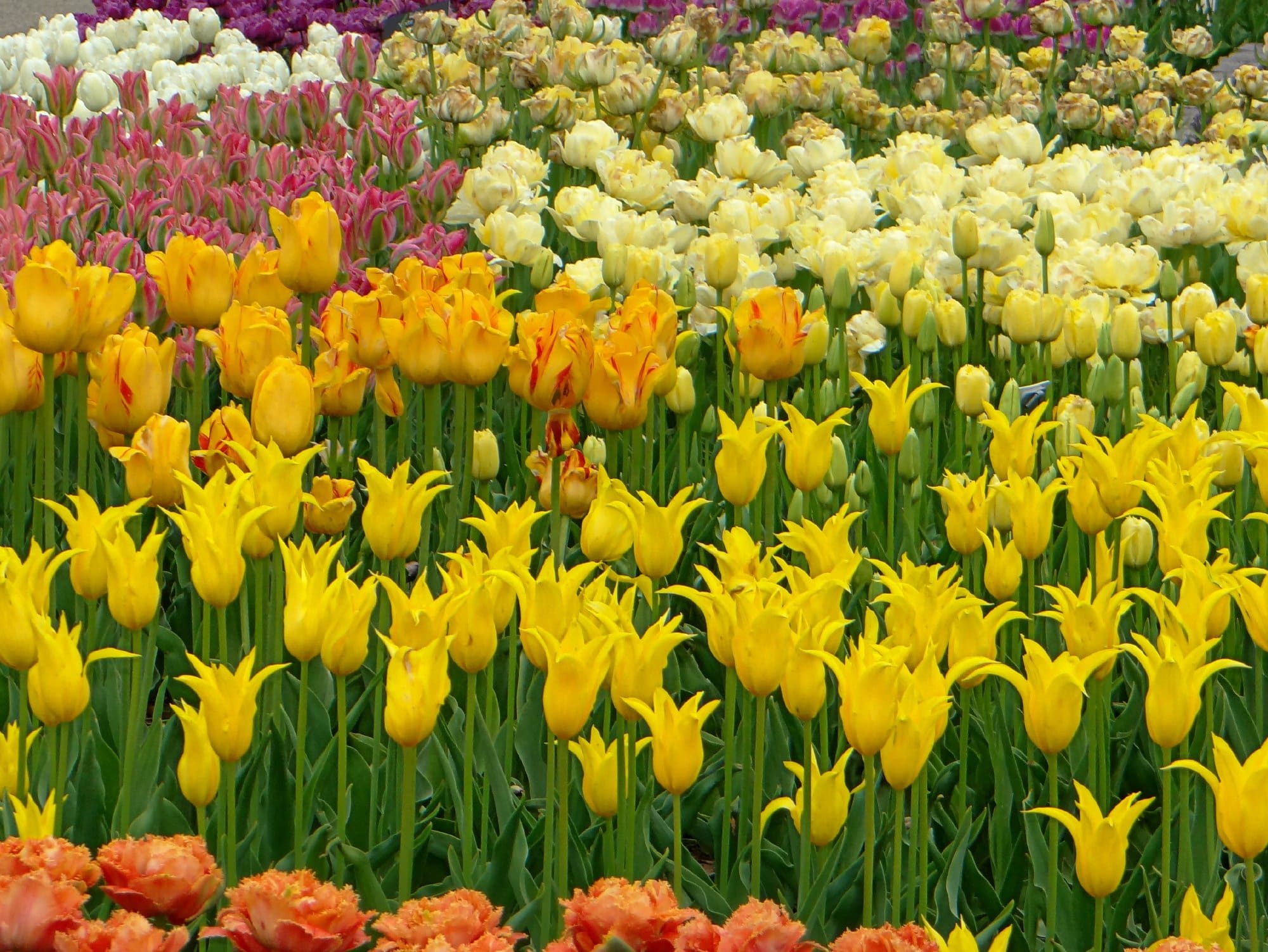 Fall Planted Bulbs for Spectacular Spring Color