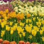 Tulip Array