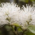 Fothergilla Blue-Shadow