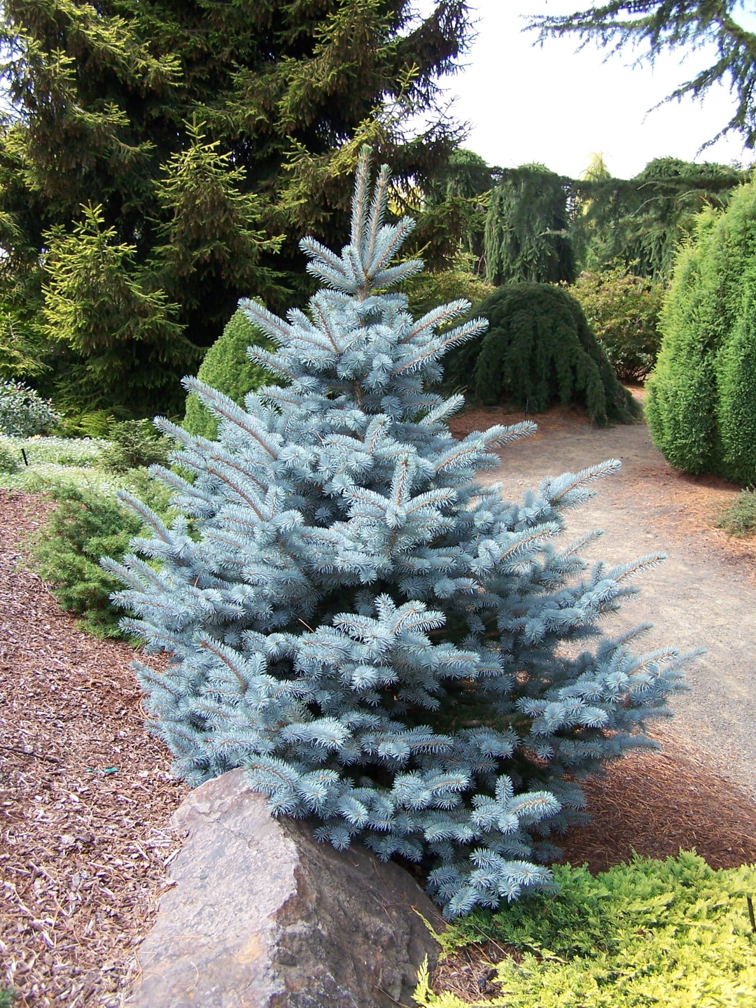 Avatar Colorado Blue Spruce - Plant Library - Pahl’s Market