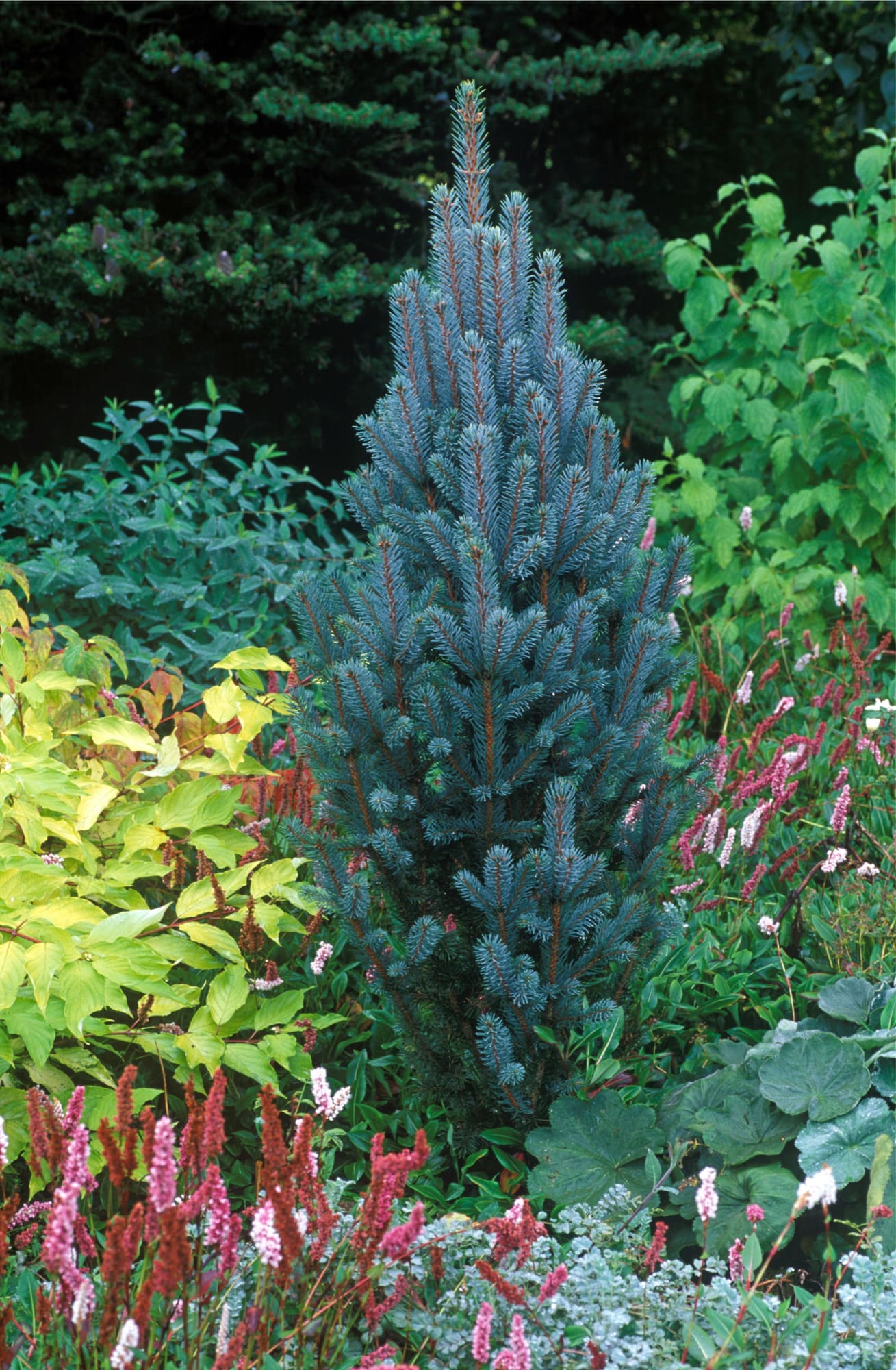 iseli-fastigiate-spruce-plant-library-pahl-s-market-apple-valley-mn