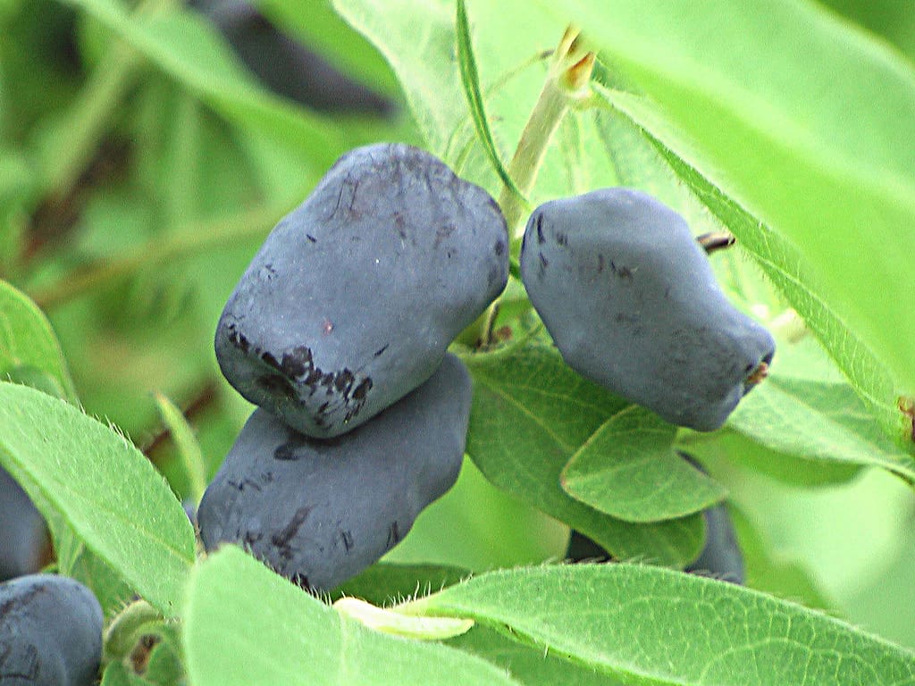 Cinderella Honeyberry Plant Library Pahl's Market Apple Valley, MN