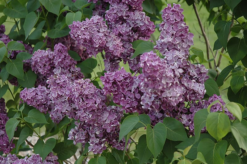 Home Garden Bushes Shrubs Lilac Yankee Doodle Lilac Plant Syringa Vulgaris 1 Live Plant Lilac Plants Institut Pyrene Fr