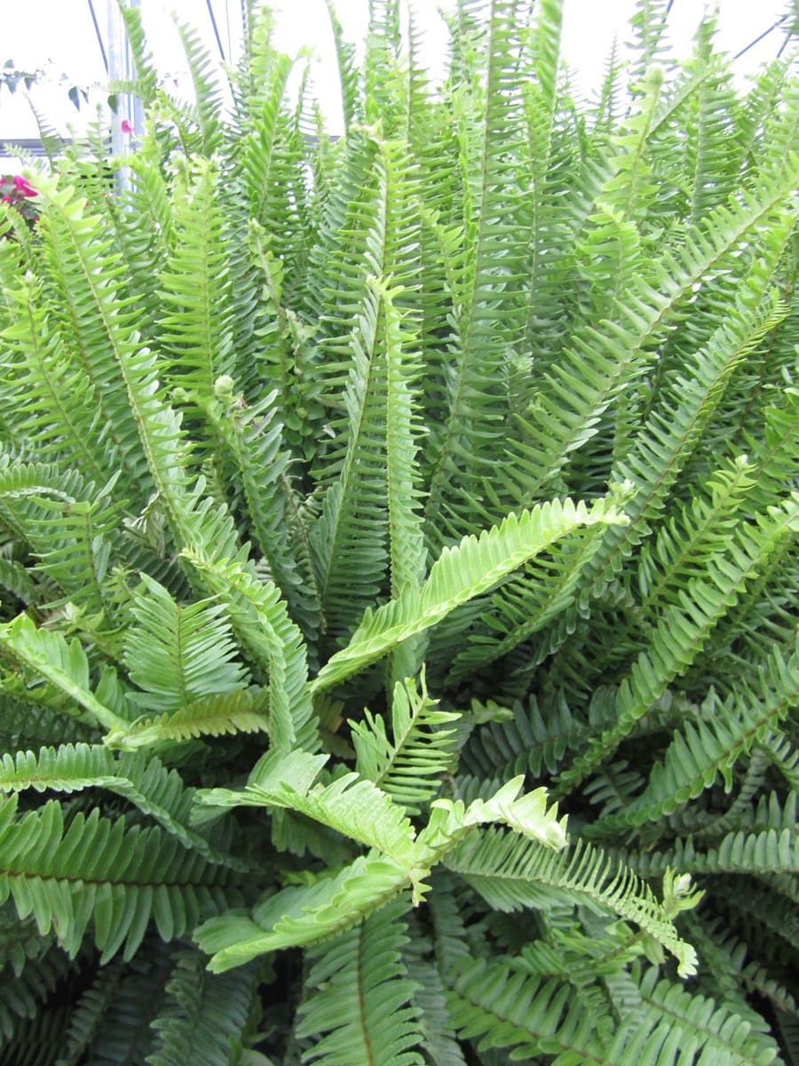 Kimberly Queen Fern Australian Sword Plant Library Pahl's Market