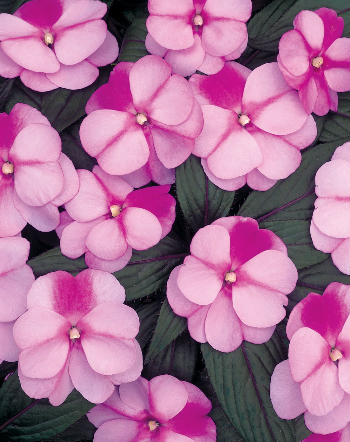 Infinity Pink Frost New Guinea Impatiens Plant Library Pahl's
