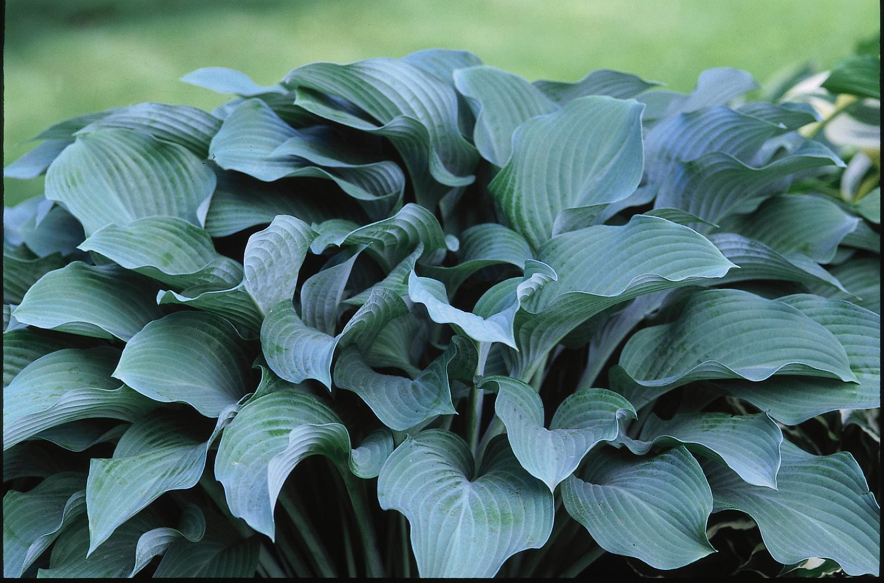 Krossa regal hosta plant