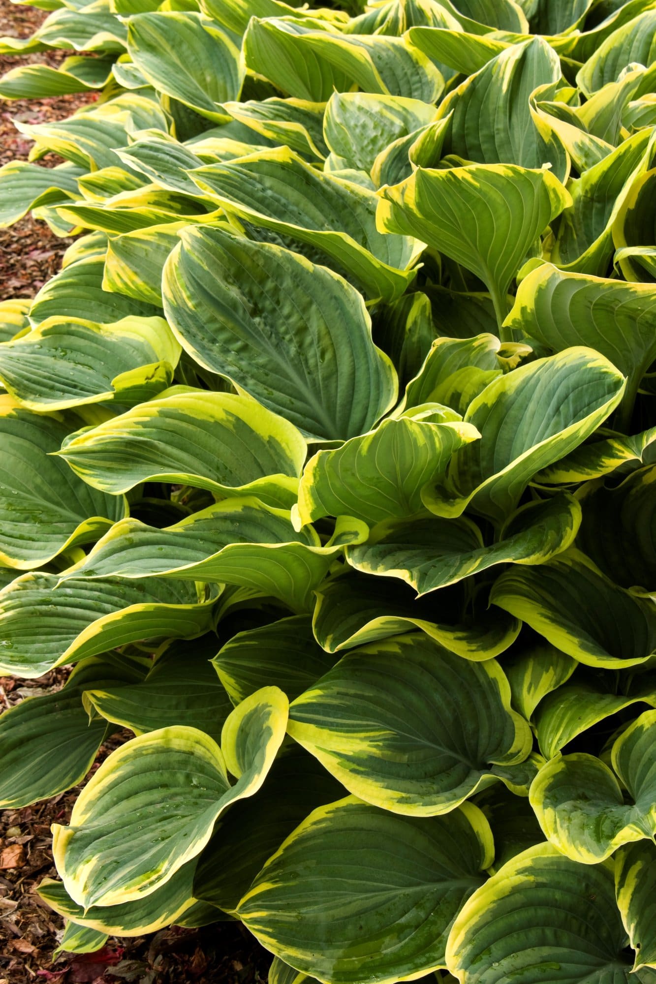 Sagae Hosta Plant Library Pahl's Market Apple Valley, MN