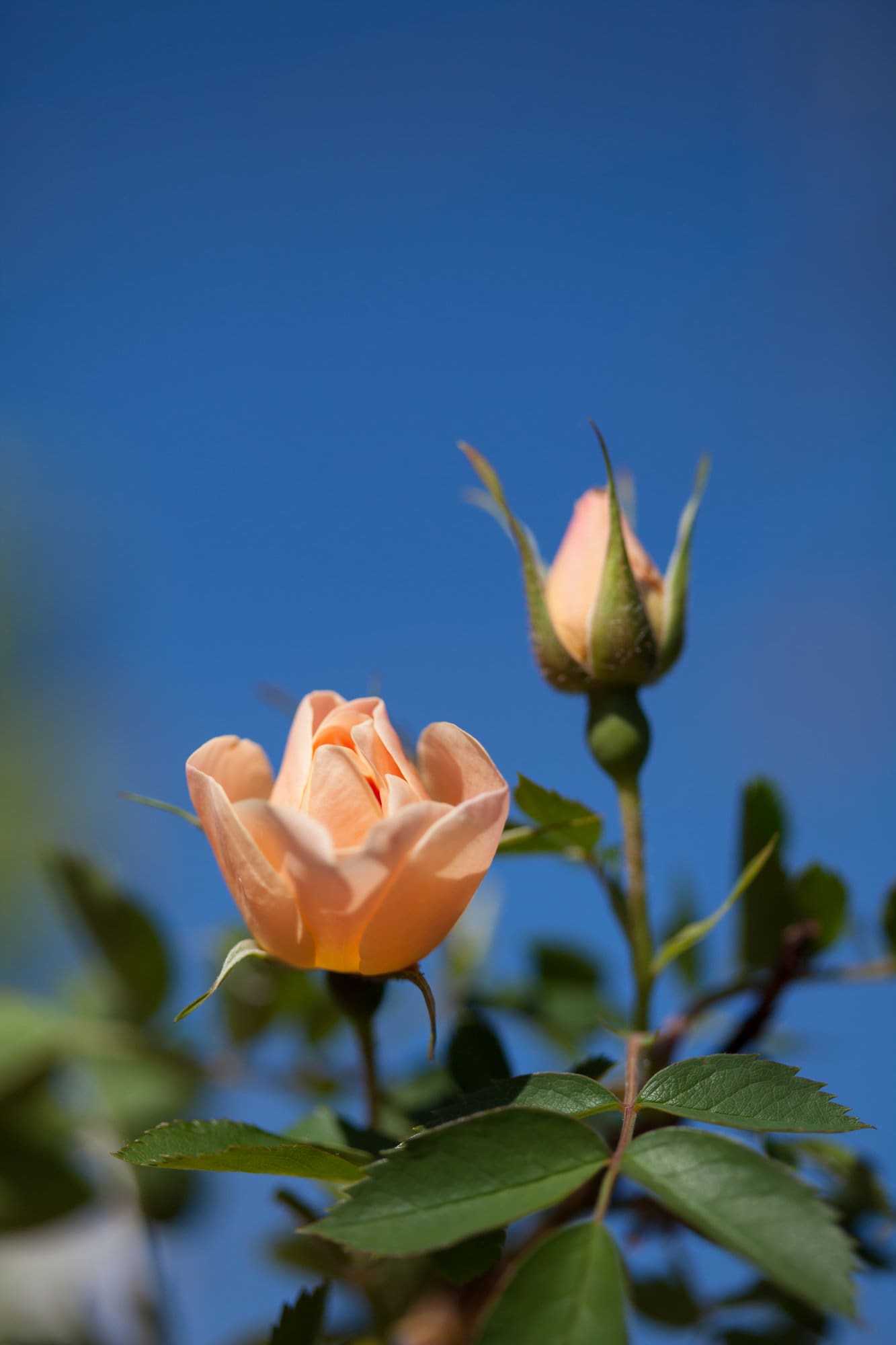 Above and Beyond Climbing Rose - Plant Library - Pahl's Market - Apple ...
