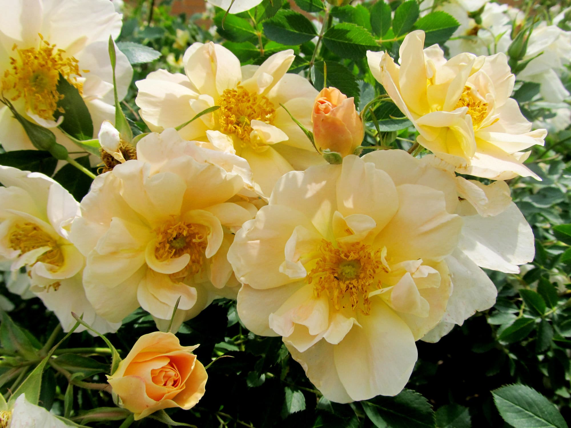 Above and Beyond Climbing Rose - Plant Library - Pahl's Market - Apple