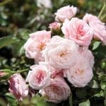 Sweet Drift Groundcover Rose