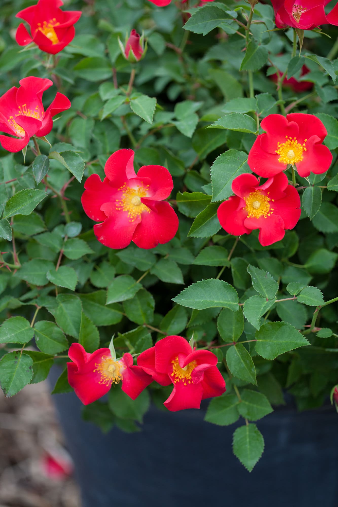 Screaming Neon Red Rose Plant Library Pahl's Market Apple Valley, MN
