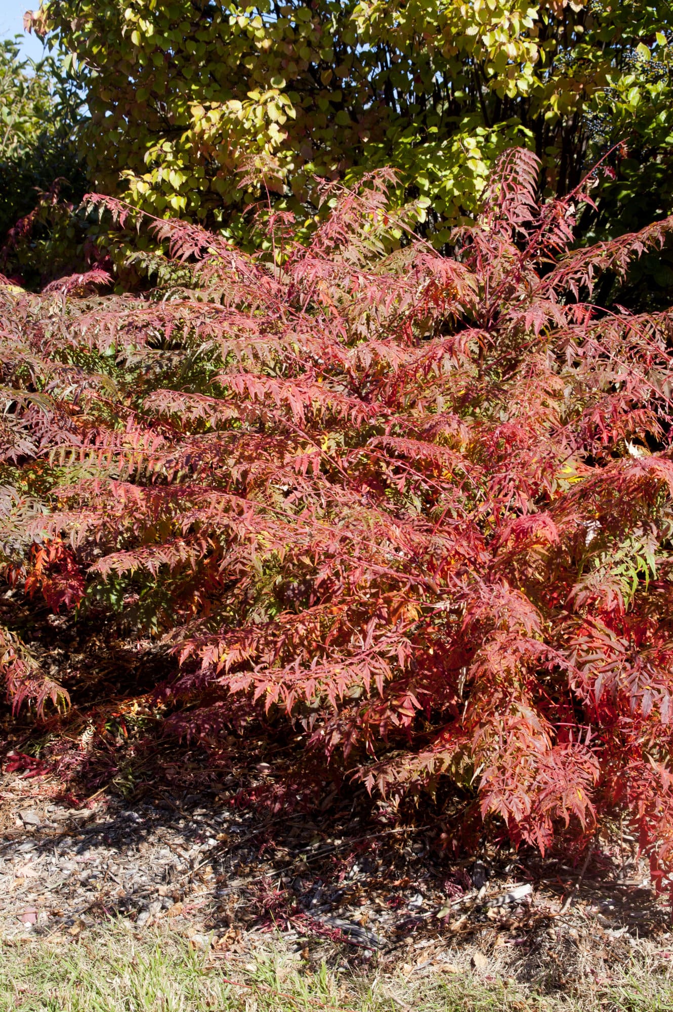 Cutleaf Straghorn Sumac Plant Library Pahl's Market Apple Valley, MN