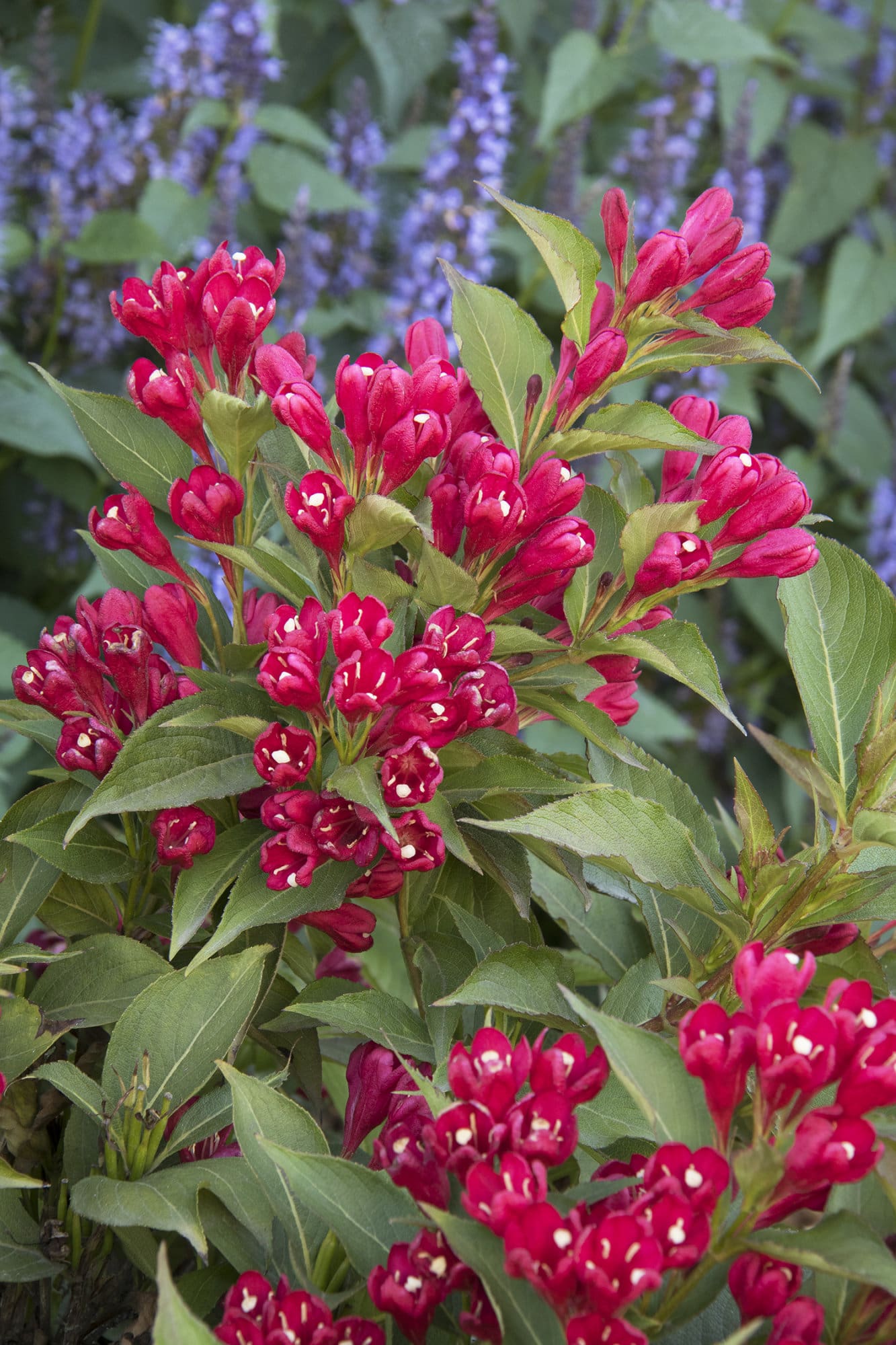 42+ Weigelie Blatt, Die sommergrüne weigelie (weigela) ist sowohl im