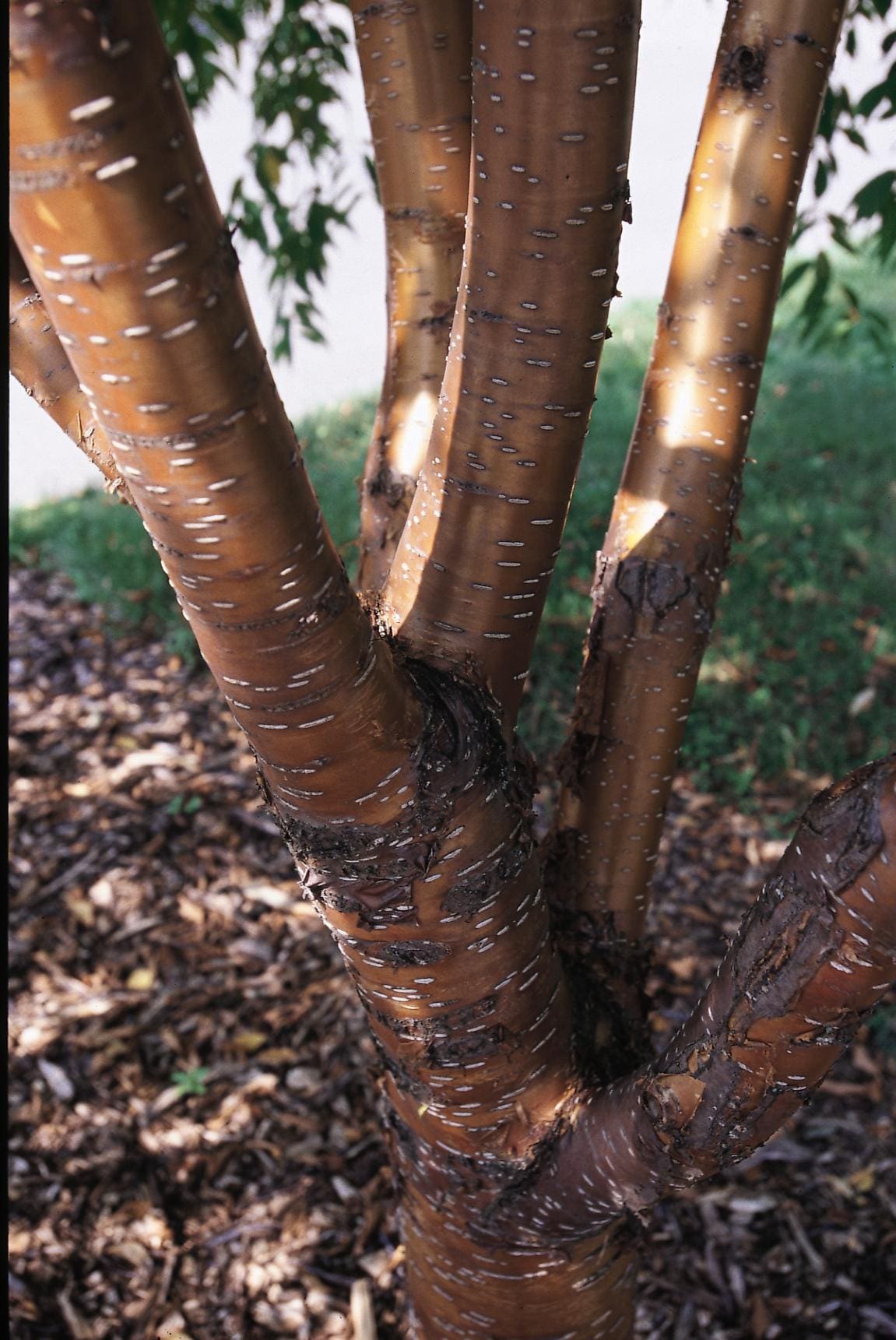 Amur Chokecherry Plant Library Pahl's Market Apple Valley, MN