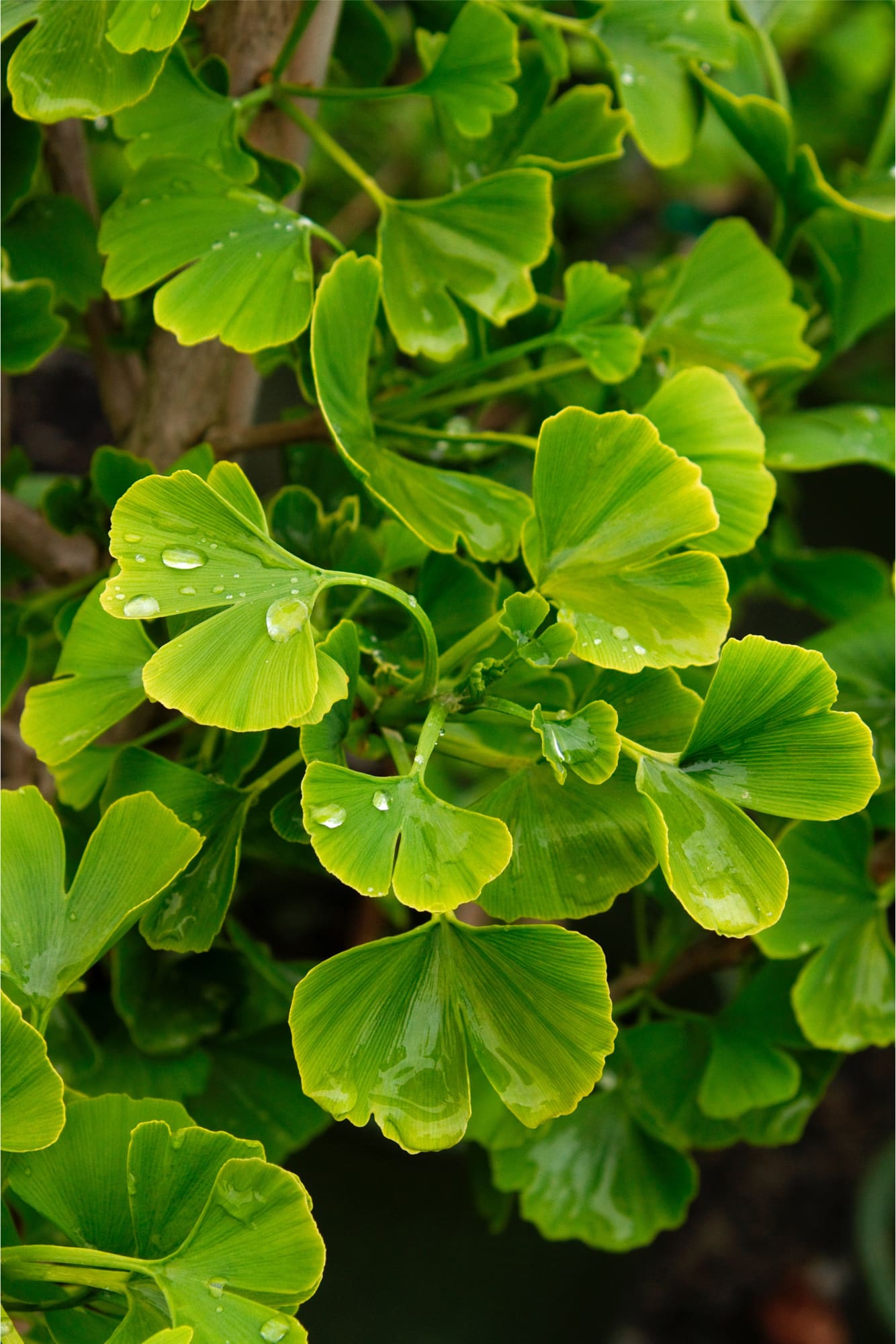 Jade Butterflies Ginkgo Plant Library Pahl's Market Apple Valley, MN
