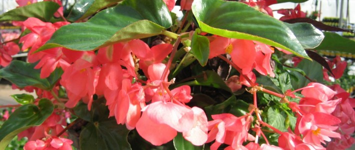 It is Finally Planting Time Dragon Wing Begonia