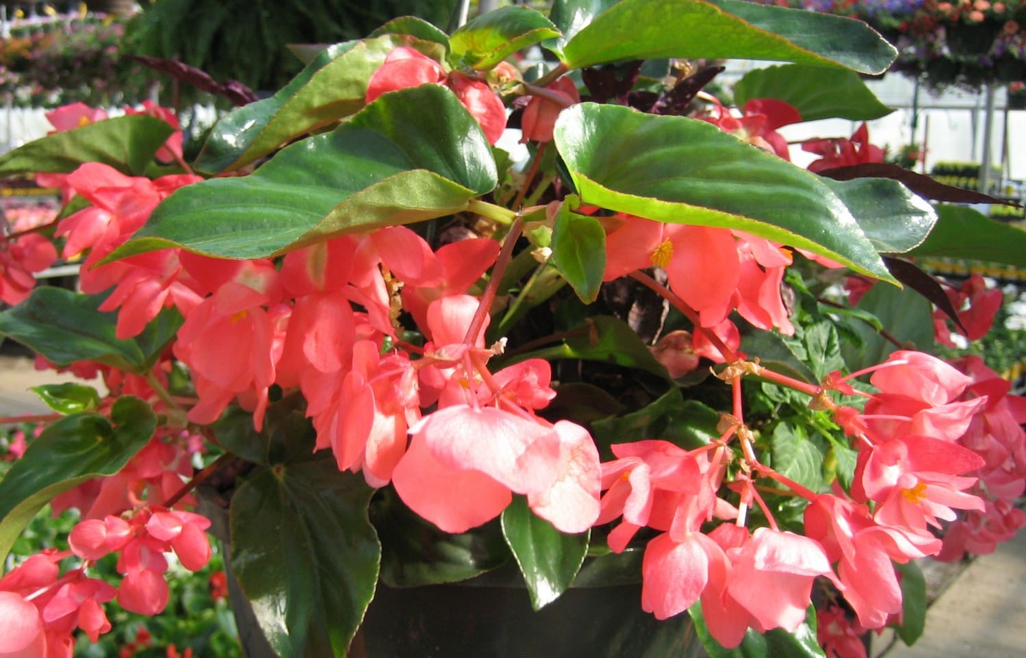 Dragon Wing Begonia