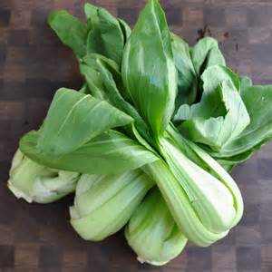 Bok Choy or Savoy Cabbage