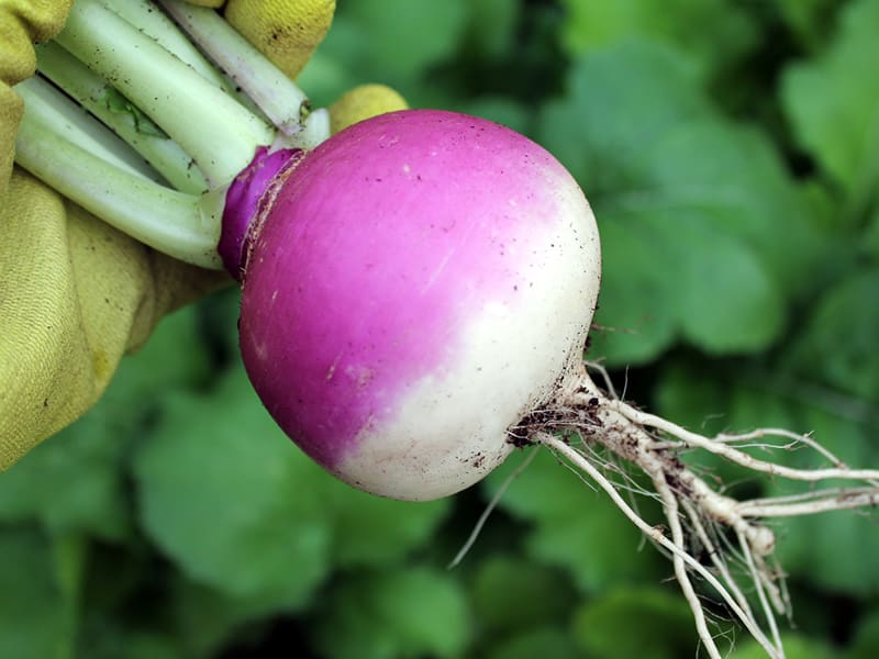 Purple Topped Turnips