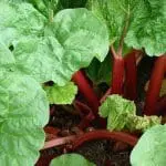 Rhubarb