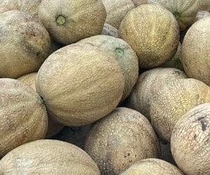 Cantaloupe