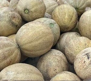 Cantaloupe