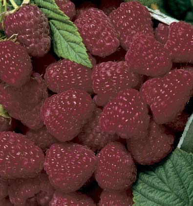 Add Black and Purple Raspberries to Your Garden