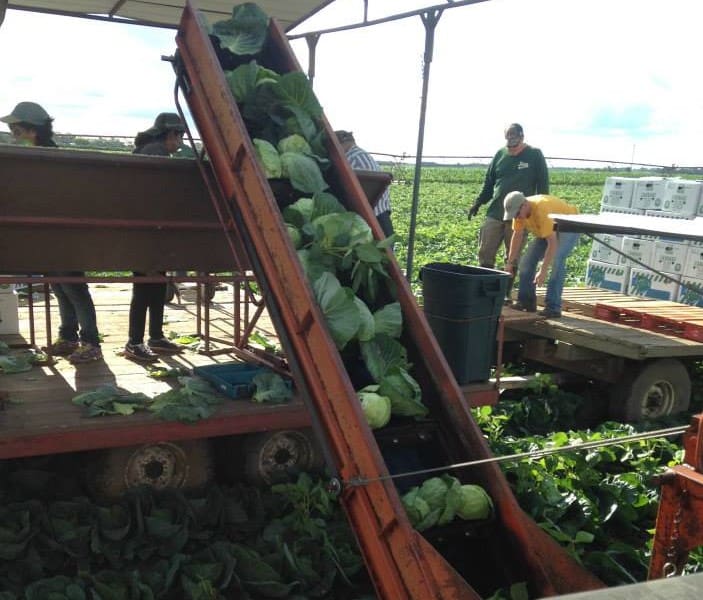 Cabbage Harvest