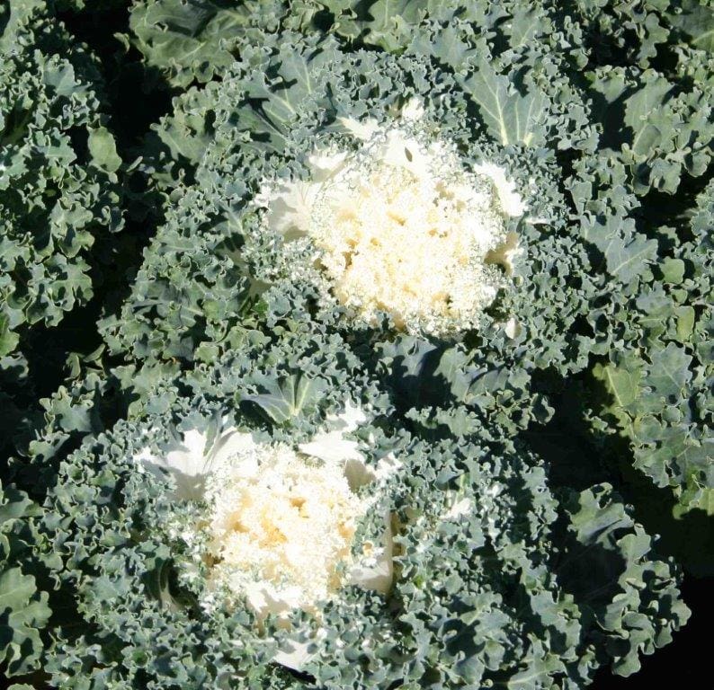 White Standard Kale Plant Library Pahl's Market Apple Valley, MN