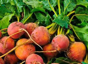 Golden Beets