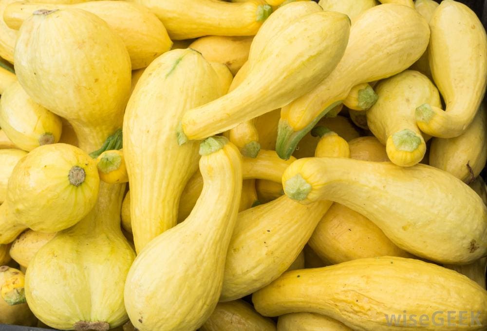 Yellow Squash