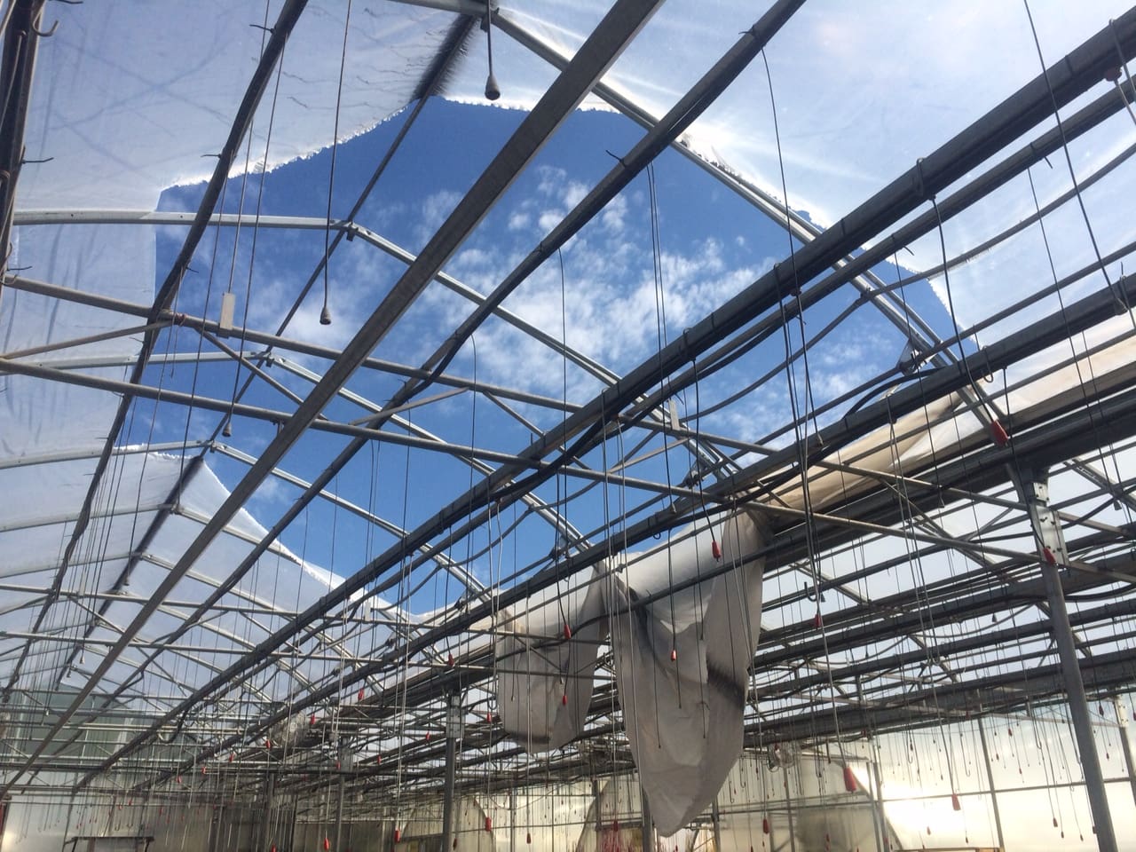 Greenhouse Roof