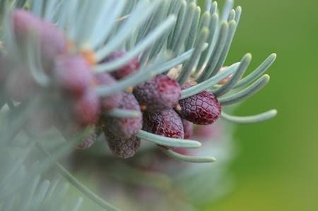 September Plant of the Month