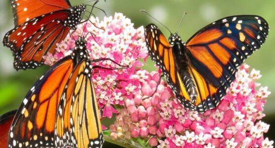Butterflys